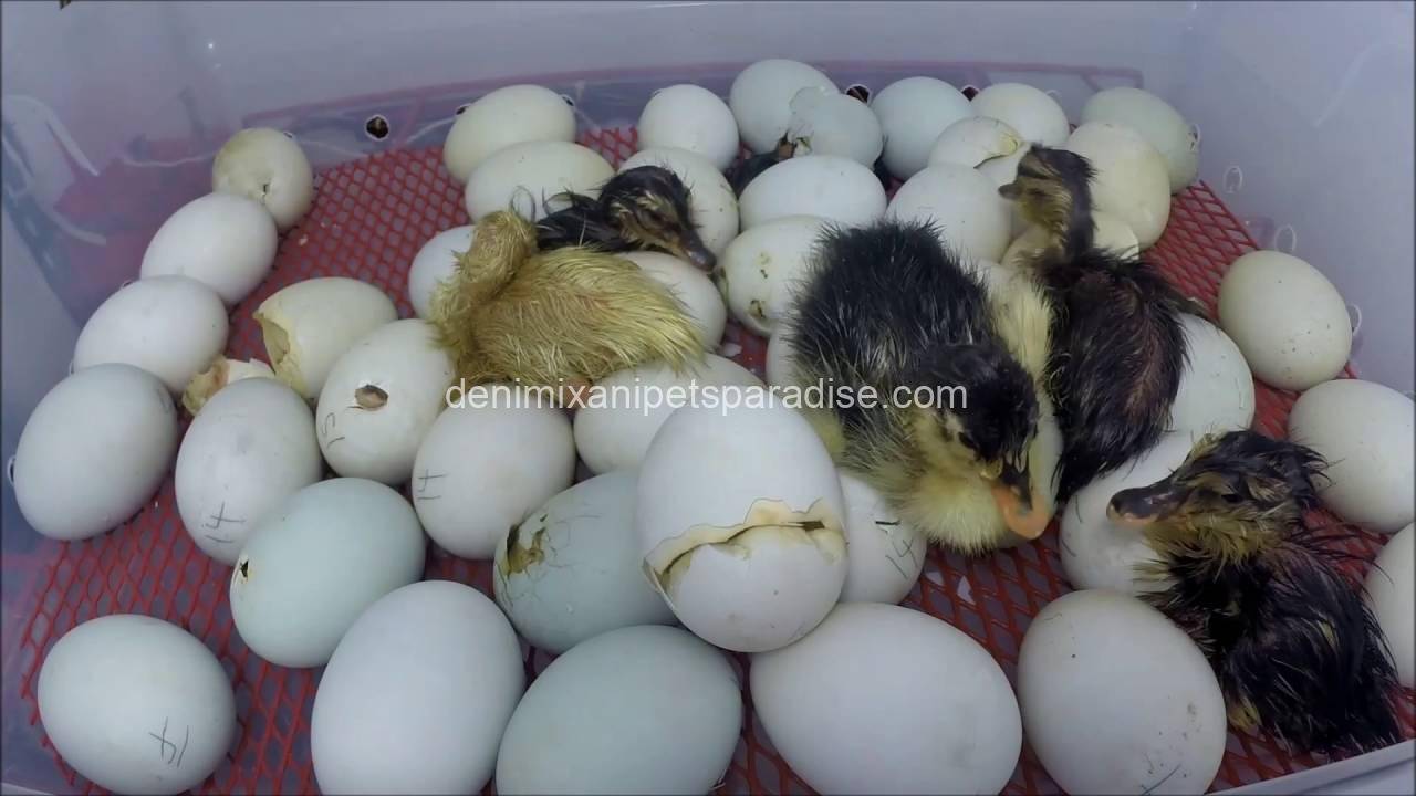 Fertile Duck eggs 1 Fertile Duck eggs for sale