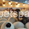 Fertile Duck eggs for sale