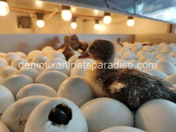 Fertile Duck eggs for sale