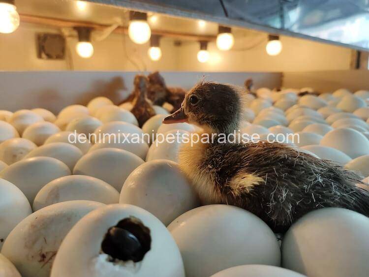 Fertile Duck eggs 2 Fertile Duck eggs for sale