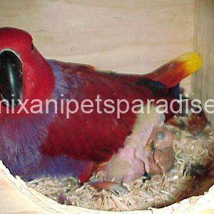 Fertile Eclectus Eggs