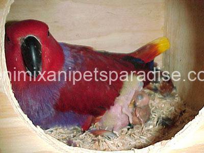Fertile Eclectus Eggs 1 Fertile Eclectus Eggs