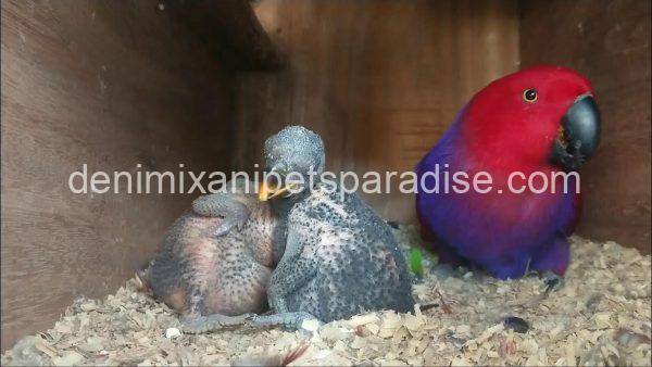 Fertile Eclectus Eggs