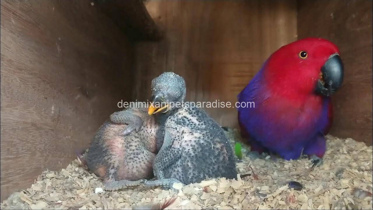 Fertile Eclectus Eggs 2 Fertile Eclectus Eggs