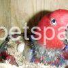 Fertile Eclectus Eggs