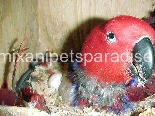 Fertile Eclectus Eggs 3 Fertile Eclectus Eggs