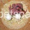 Fertile Lorikeet eggs