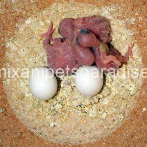 Fertile Lorikeet eggs