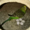 Fertile Parakeet eggs