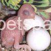 Fertile Parakeet eggs for sale