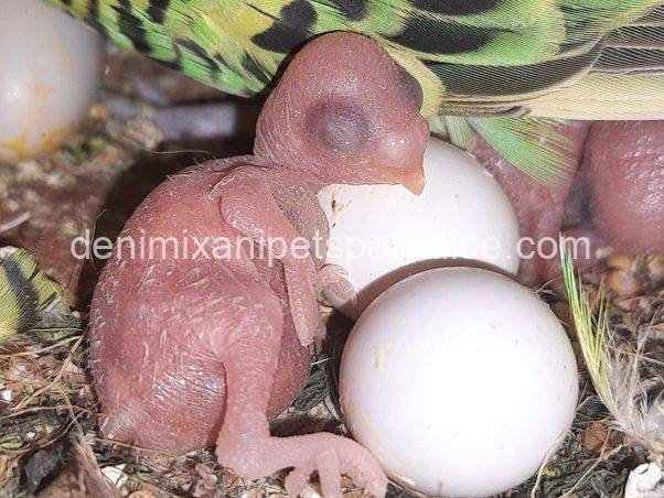 Fertile Parakeet eggs 2 Fertile Parakeet eggs for sale