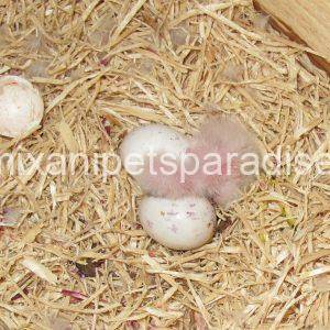 Fertile Poicephalus eggs