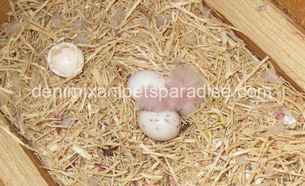 Fertile Poicephalus eggs