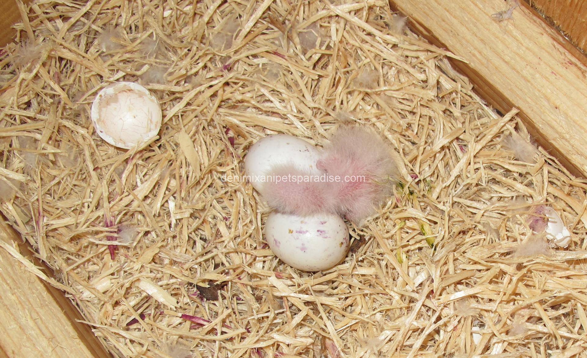 Fertile Poicephalus eggs 1 Fertile Poicephalus eggs