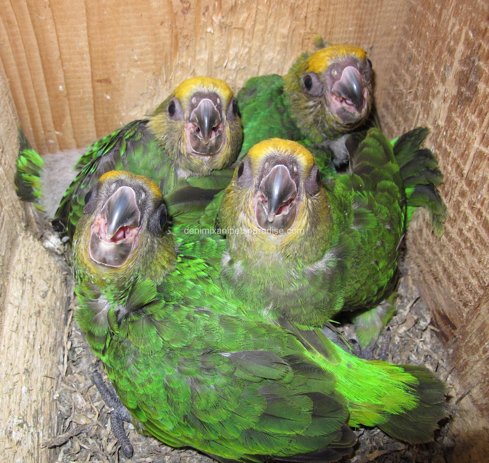 Fertile Poicephalus eggs 2 Fertile Poicephalus eggs