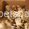 Pheasant eggs for sale