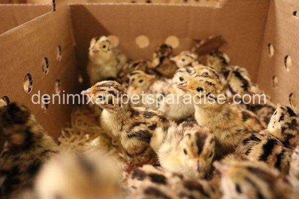 Pheasant eggs for sale