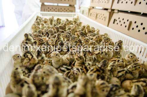 Fertile Pheasant eggs 2 Pheasant eggs for sale