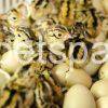 Pheasant eggs for sale