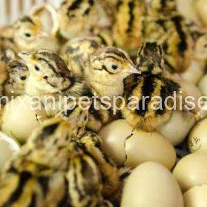 Pheasant eggs for sale