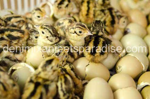 Fertile Pheasant eggs 1 Pheasant eggs for sale