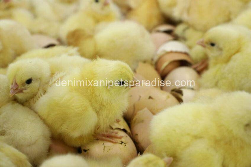 Fertile chicken eggs 2 chicken eggs