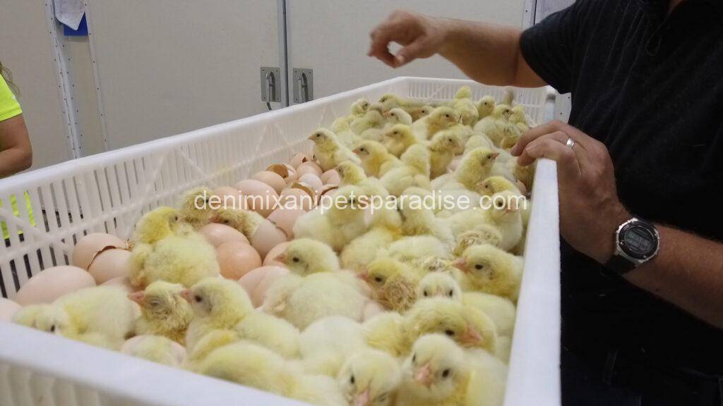 Fertile chicken eggs 4 chicken eggs