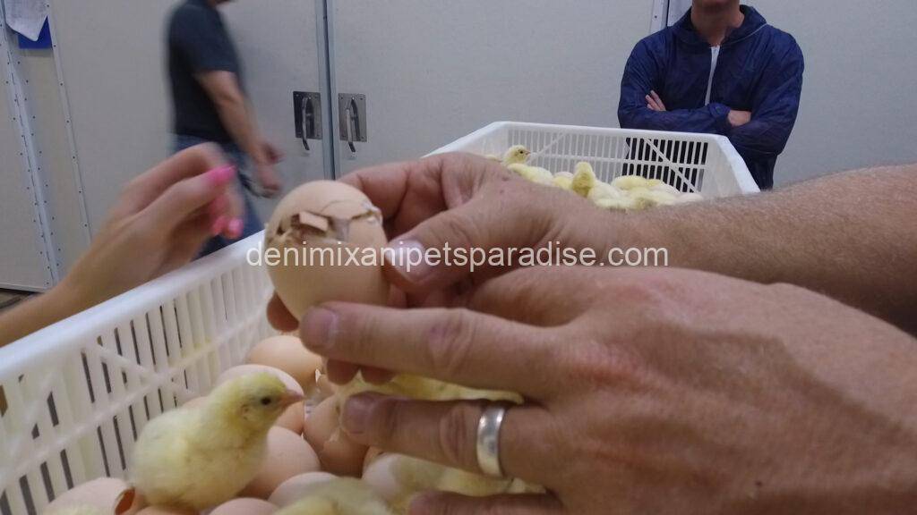 Fertile chicken eggs 5 chicken eggs