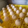 chicken eggs