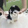 Sheepadoodle