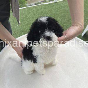 Sheepadoodle