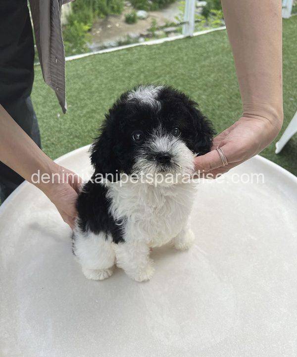 Sheepadoodle