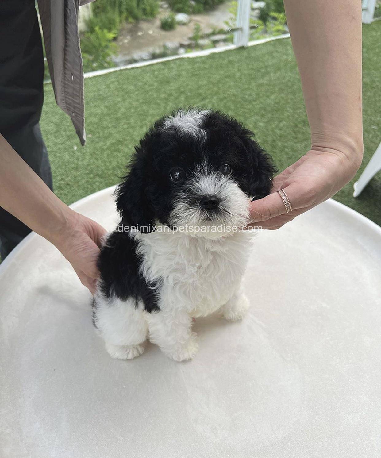 Sheepadoodle 1 Sheepadoodle
