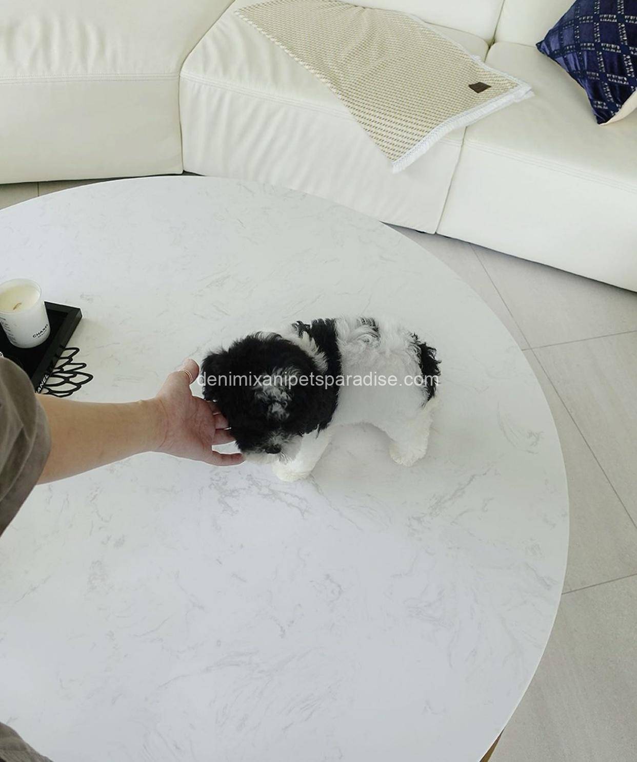 Sheepadoodle 2 Sheepadoodle - Image 2