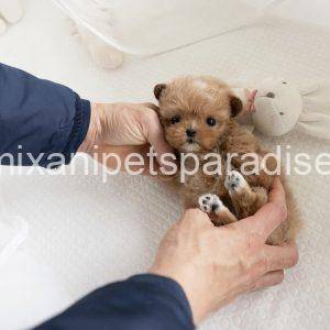 Maltipoo