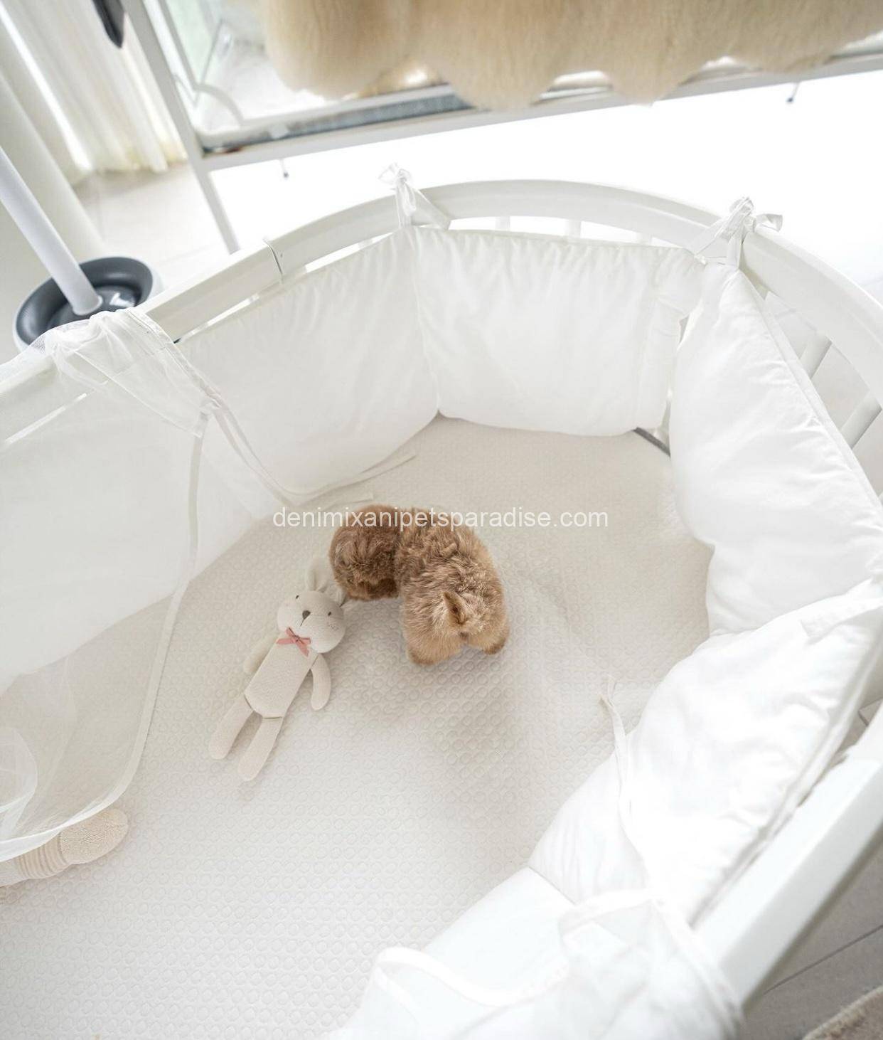 Maltipoo 2 Maltipoo - Image 2