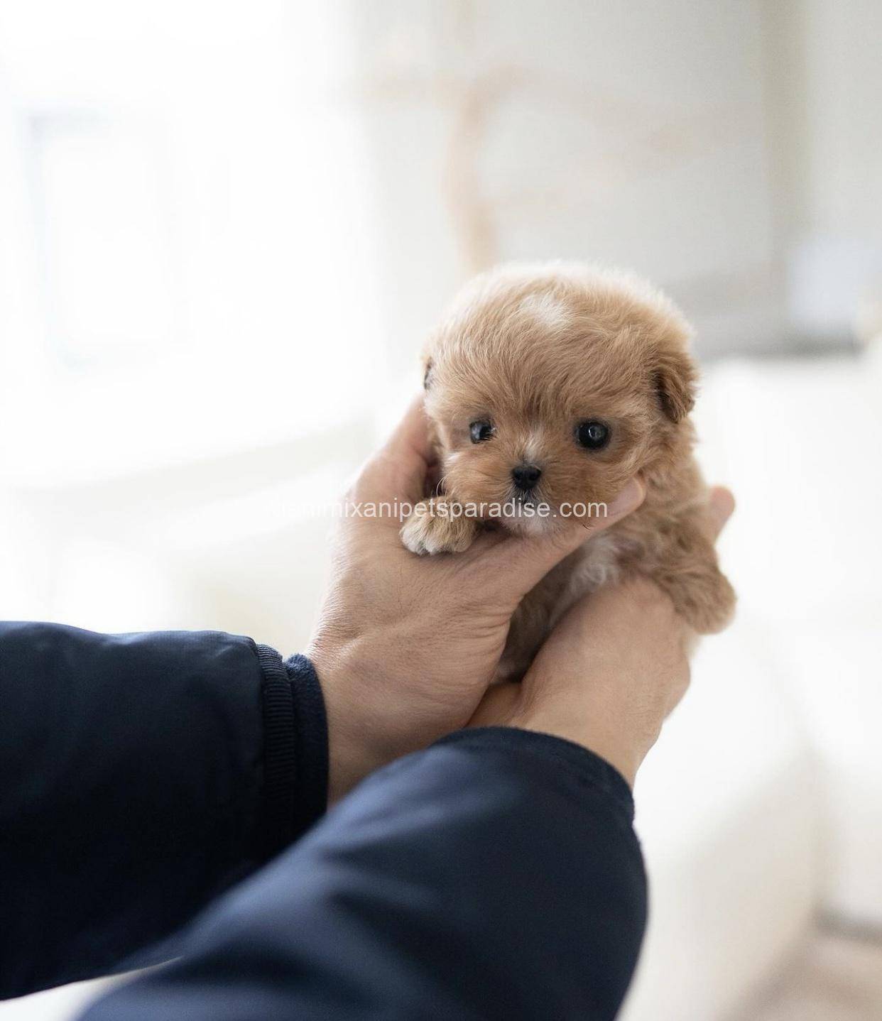 Maltipoo 3 Maltipoo - Image 3