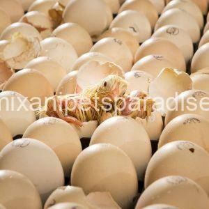 Fertile chicken eggs