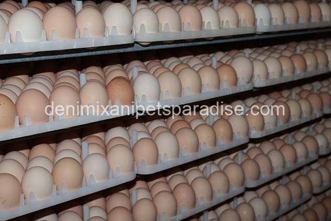 Fertile chicken eggs 3 Fertile chicken eggs - Image 3