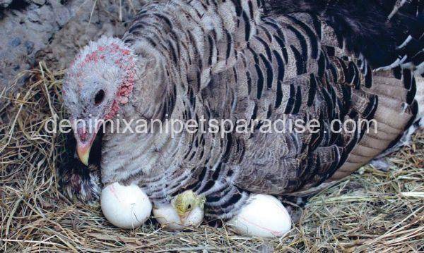 turkey eggs for sale