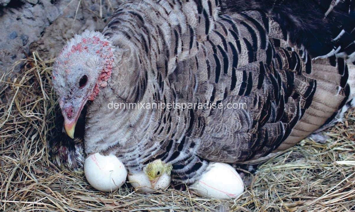 Fertile Turkey Eggs 2 turkey eggs for sale