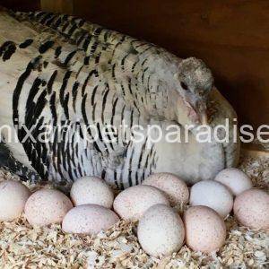 turkey eggs for sale