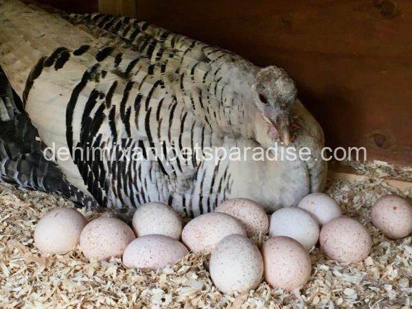 turkey eggs for sale