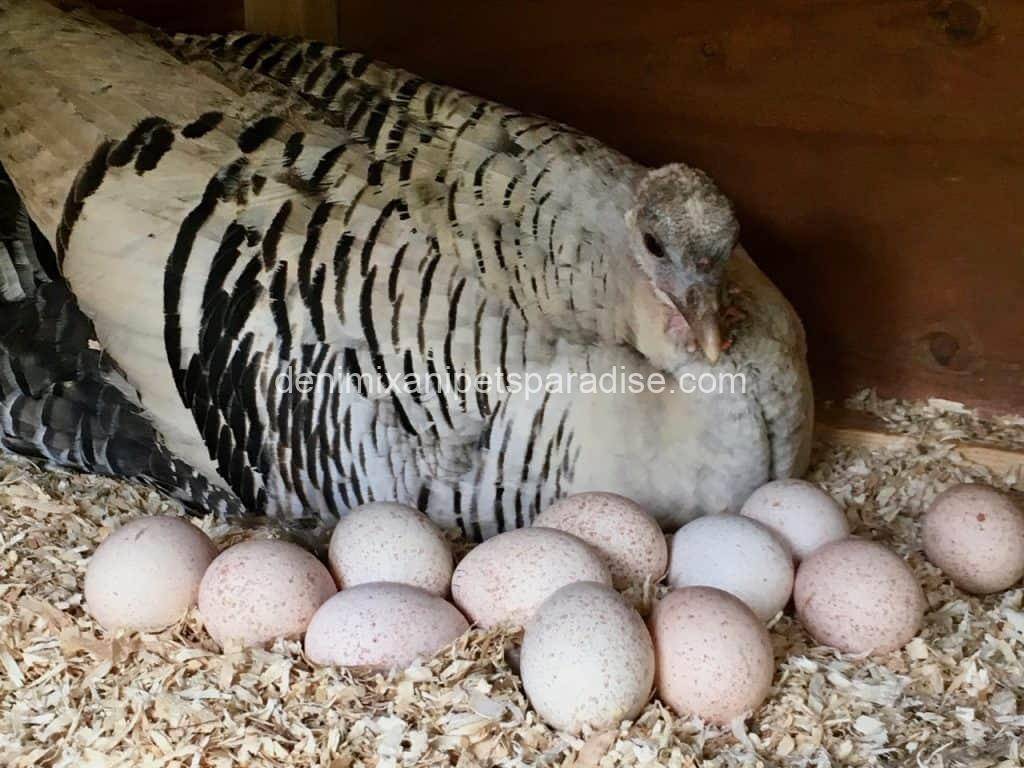 Fertile Turkey Eggs 1 turkey eggs for sale