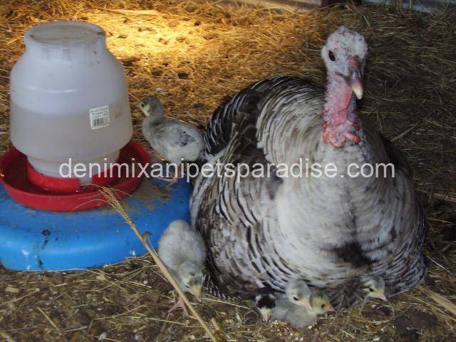 Fertile Turkey Eggs 3 turkey eggs for sale