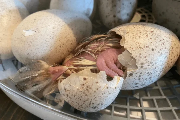 turkey eggs for sale