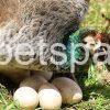 Fertile Peacock Eggs