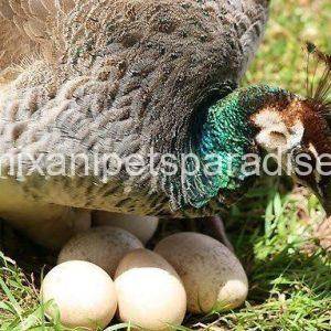 Fertile Peacock Eggs