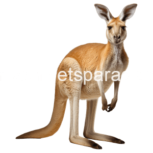 Denimix Anipets Paradise 10 Kangaroo