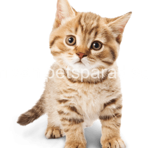 Denimix Anipets Paradise 4 Cats & Kittens